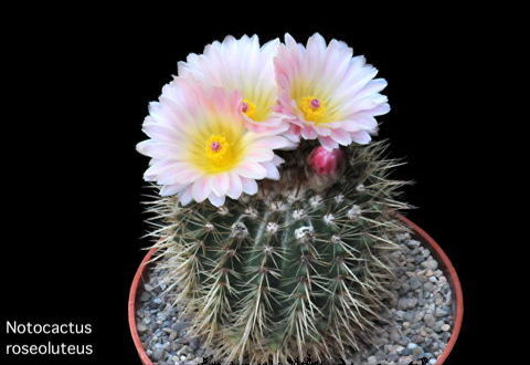 Notocactus roseoluteus