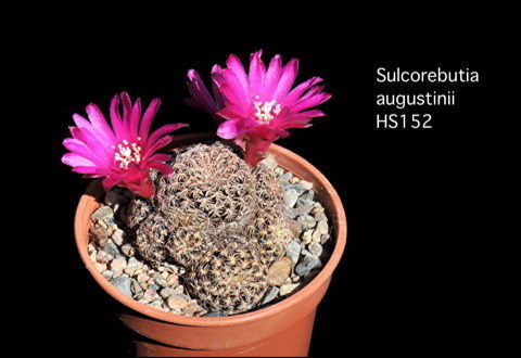 Sulcorebutia augustinii HS152