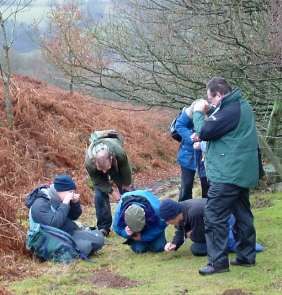 Some bryologists bryologising